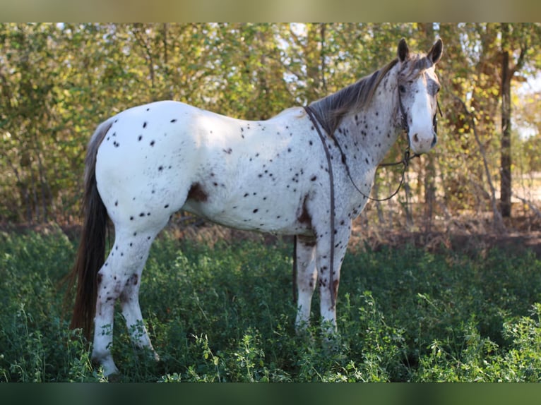 Appaloosa Caballo castrado 5 años 155 cm Alazán-tostado in El Paso TX