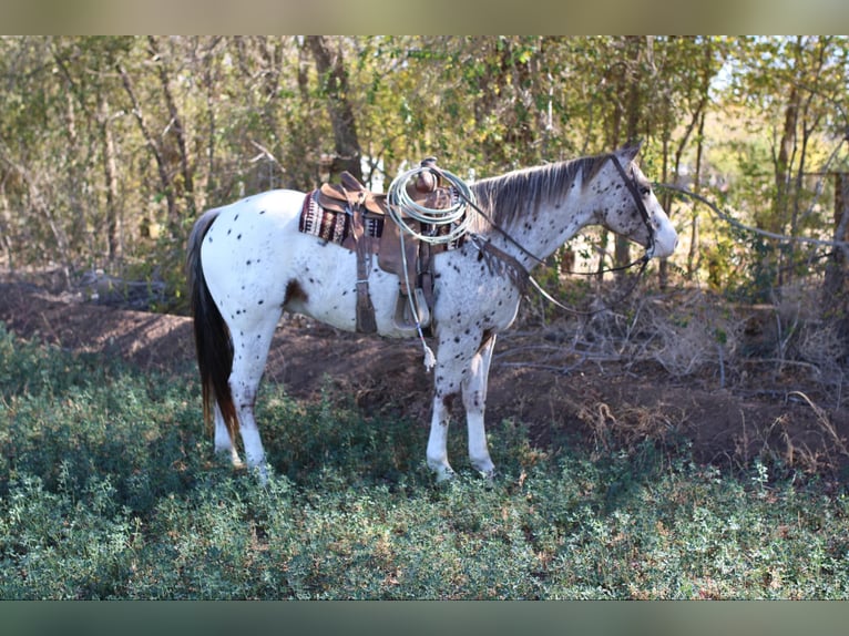 Appaloosa Caballo castrado 5 años 155 cm Alazán-tostado in El Paso TX