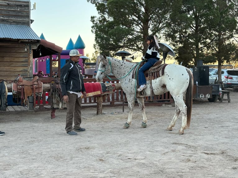 Appaloosa Caballo castrado 5 años 155 cm Alazán-tostado in El Paso TX