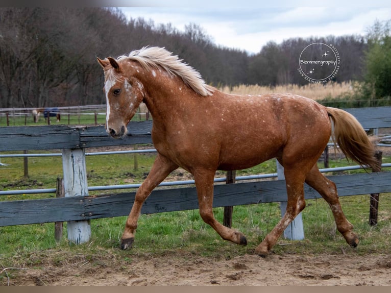 Appaloosa Mestizo Caballo castrado 5 años 155 cm Atigrado/Moteado in Heeze