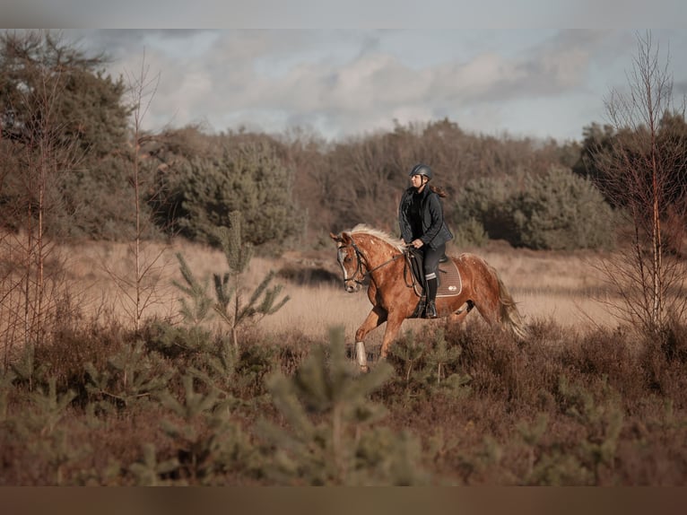 Appaloosa Mestizo Caballo castrado 5 años 155 cm Atigrado/Moteado in Heeze