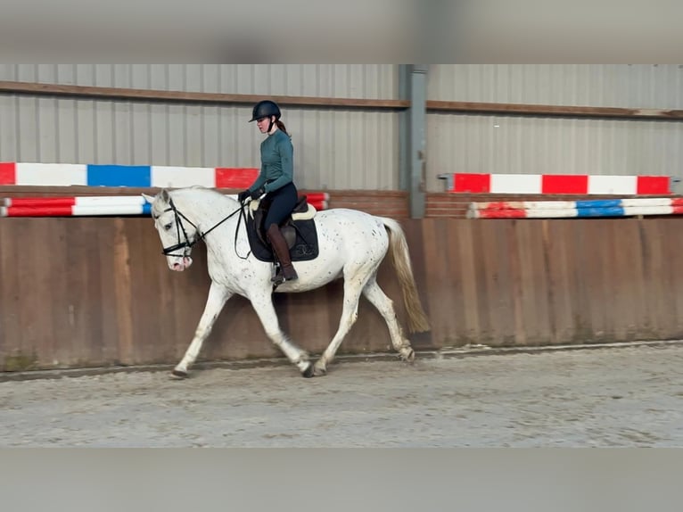 Appaloosa Mestizo Caballo castrado 5 años 155 cm Atigrado/Moteado in Zieuwent