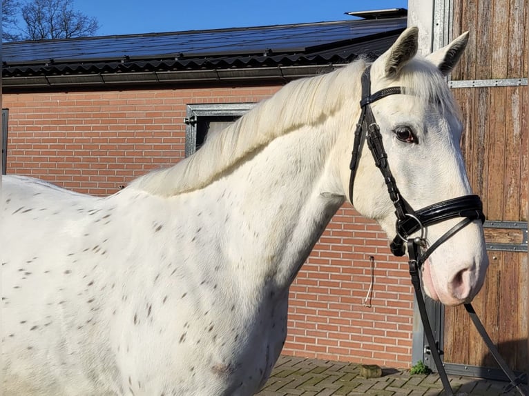 Appaloosa Mestizo Caballo castrado 5 años 155 cm Atigrado/Moteado in Zieuwent