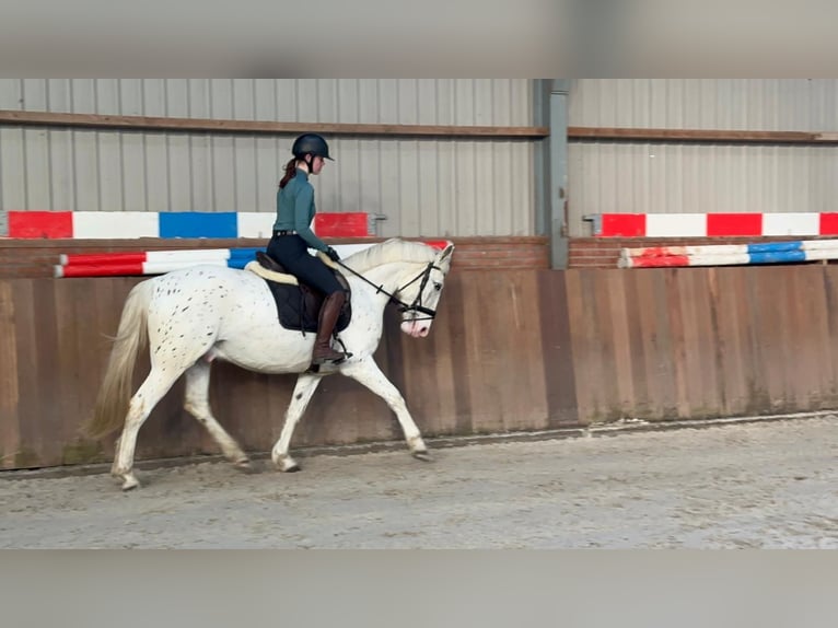 Appaloosa Mestizo Caballo castrado 5 años 155 cm Atigrado/Moteado in Zieuwent