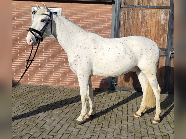 Appaloosa Mestizo Caballo castrado 5 años 155 cm Atigrado/Moteado in Zieuwent