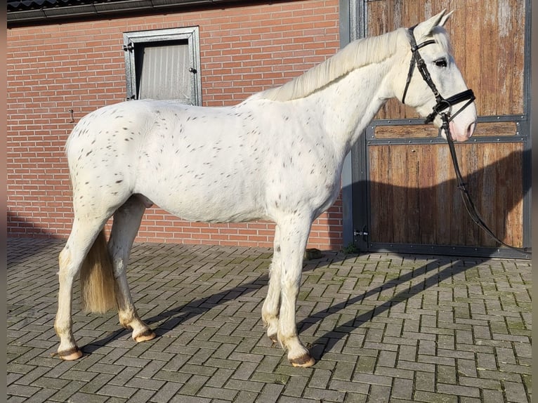 Appaloosa Mestizo Caballo castrado 5 años 155 cm Atigrado/Moteado in Zieuwent