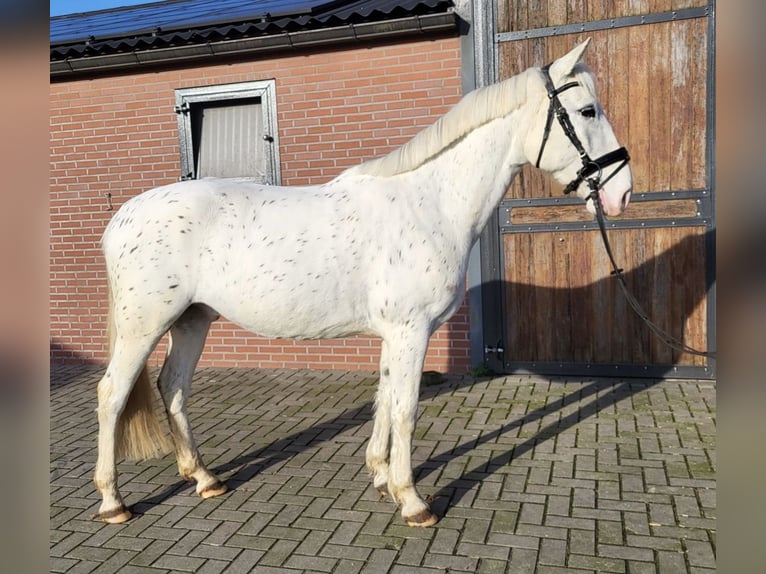 Appaloosa Mestizo Caballo castrado 5 años 155 cm Atigrado/Moteado in Zieuwent