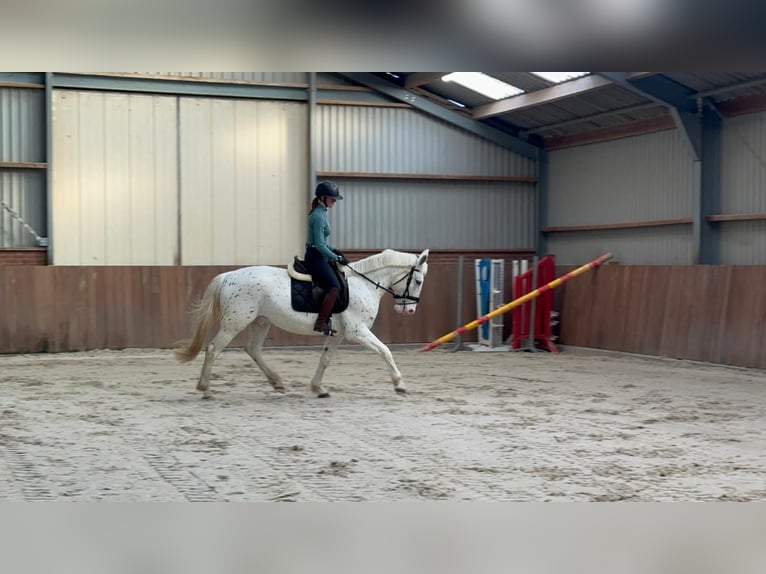 Appaloosa Mestizo Caballo castrado 5 años 155 cm Atigrado/Moteado in Zieuwent