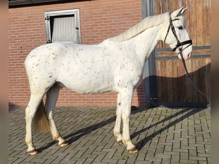 Appaloosa Mestizo Caballo castrado 5 años 155 cm Atigrado/Moteado in Zieuwent