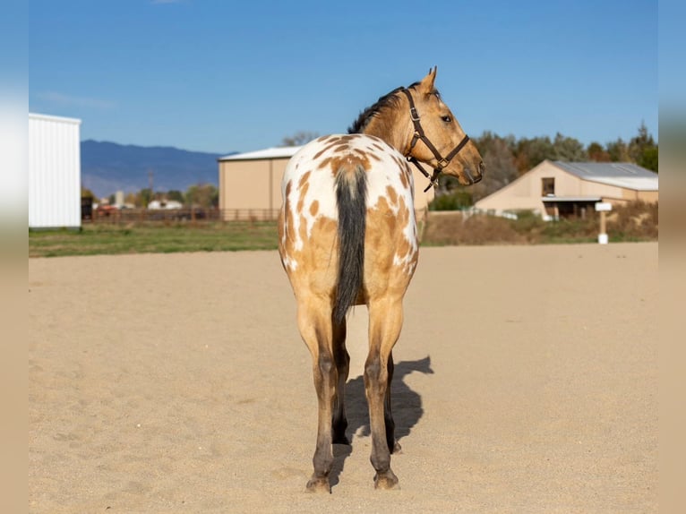 Appaloosa Caballo castrado 5 años 155 cm Castaño in Hannover
