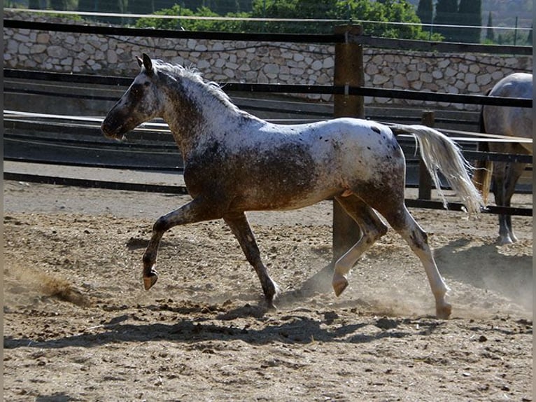 Appaloosa Mestizo Caballo castrado 5 años 155 cm Pío in Mijas