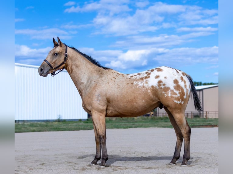 Appaloosa Caballo castrado 5 años 155 cm in M&#xFC;nster