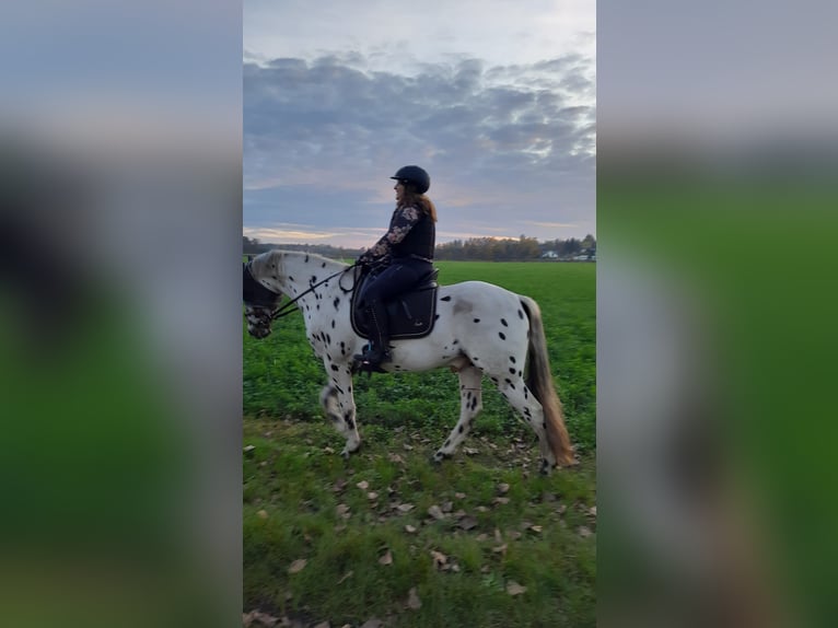 Appaloosa Caballo castrado 5 años 156 cm Atigrado/Moteado in München