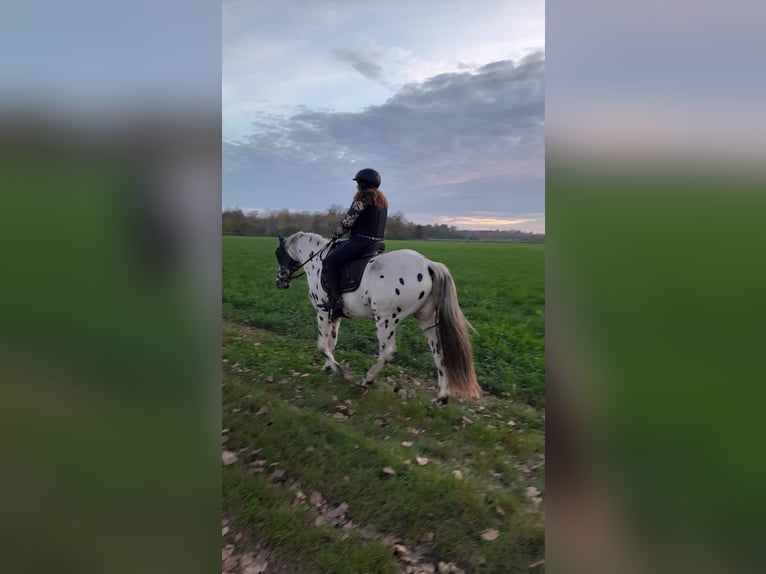 Appaloosa Caballo castrado 5 años 156 cm Atigrado/Moteado in München