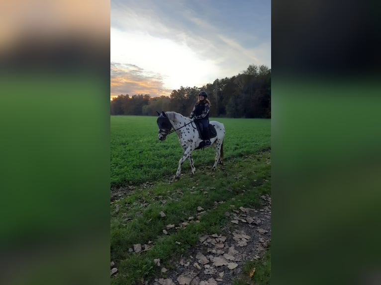 Appaloosa Caballo castrado 5 años 156 cm Atigrado/Moteado in München