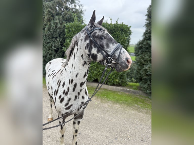 Appaloosa Caballo castrado 5 años 157 cm Atigrado/Moteado in Oud Gastel