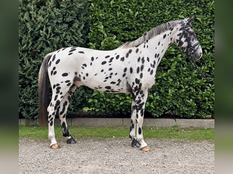 Appaloosa Caballo castrado 5 años 157 cm Atigrado/Moteado in Oud Gastel