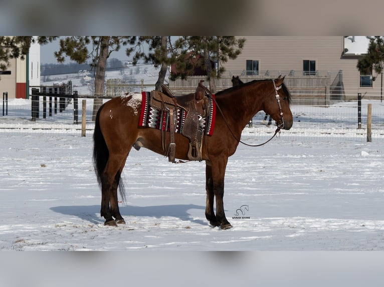 Appaloosa Mestizo Caballo castrado 5 años 157 cm Castaño rojizo in Fredericksburg