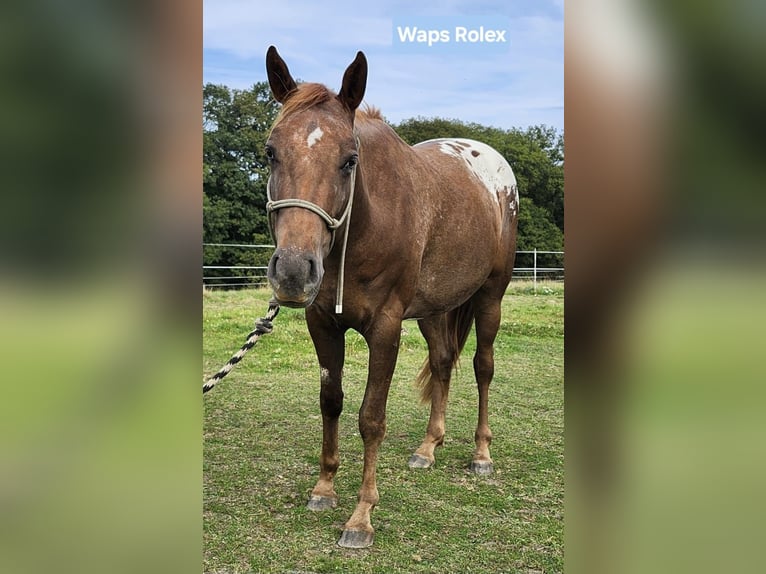 Appaloosa Caballo castrado 5 años 160 cm Alazán-tostado in Echternacherbrück