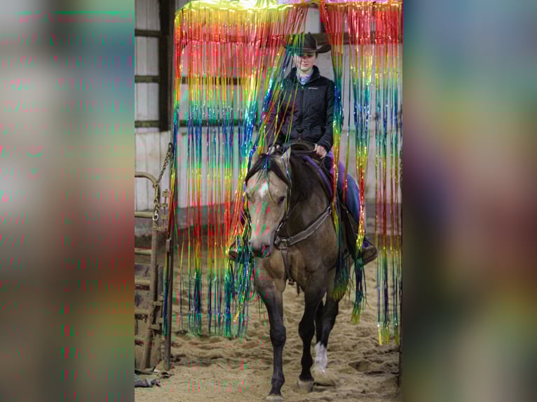 Appaloosa Caballo castrado 5 años 160 cm Buckskin/Bayo in Robards