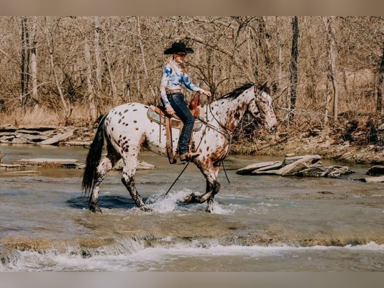 Appaloosa Caballo castrado 5 años 160 cm Castaño rojizo in Flemingsburg, KY