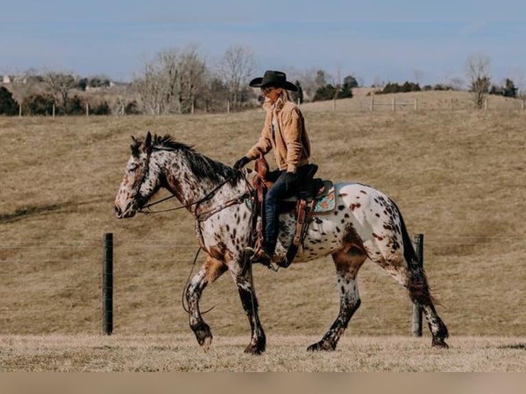 Appaloosa Caballo castrado 5 años 160 cm Castaño rojizo in Flemingsburg, KY