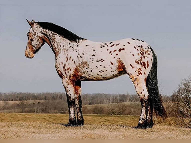 Appaloosa Caballo castrado 5 años 160 cm Castaño rojizo in Flemingsburg, KY