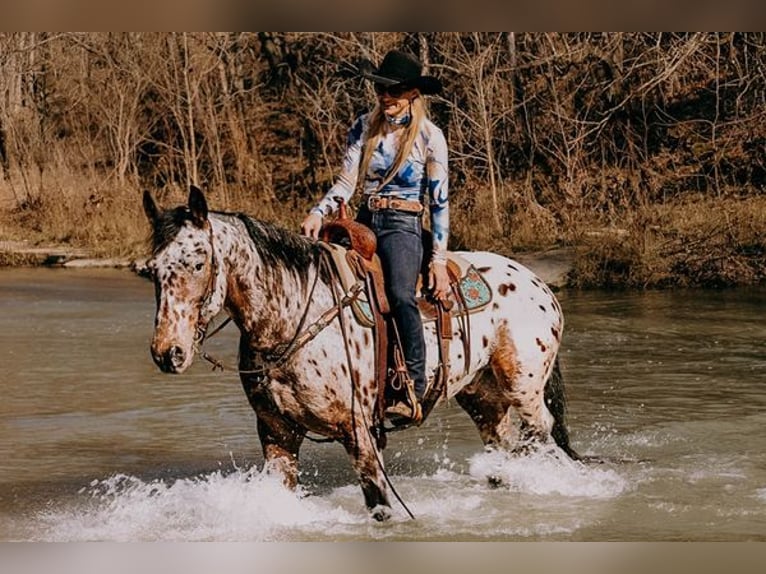 Appaloosa Caballo castrado 5 años 160 cm Castaño rojizo in Flemingsburg, KY