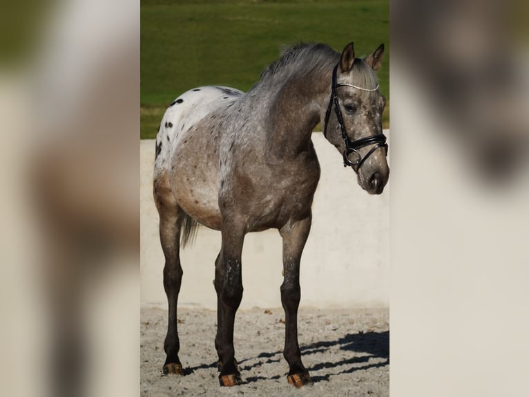 Appaloosa Mestizo Caballo castrado 5 años 162 cm Atigrado/Moteado in Nettersheim