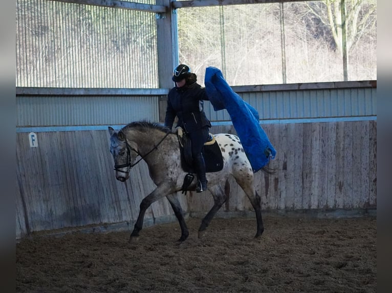 Appaloosa Mestizo Caballo castrado 5 años 162 cm Atigrado/Moteado in Nettersheim