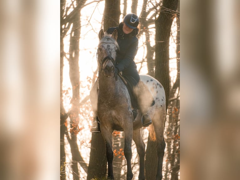 Appaloosa Mestizo Caballo castrado 5 años 162 cm Atigrado/Moteado in Nettersheim