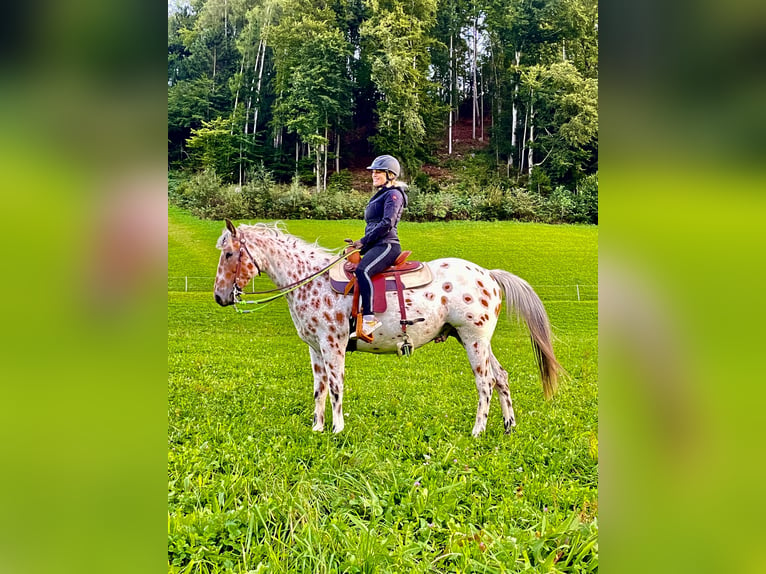 Appaloosa Caballo castrado 5 años 163 cm Atigrado/Moteado in Gallzein