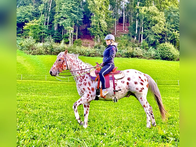 Appaloosa Caballo castrado 5 años 163 cm Atigrado/Moteado in Gallzein