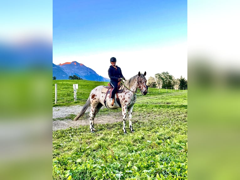 Appaloosa Caballo castrado 5 años 163 cm Atigrado/Moteado in Gallzein