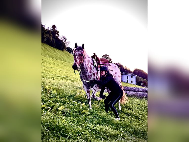 Appaloosa Caballo castrado 5 años 163 cm Atigrado/Moteado in Gallzein