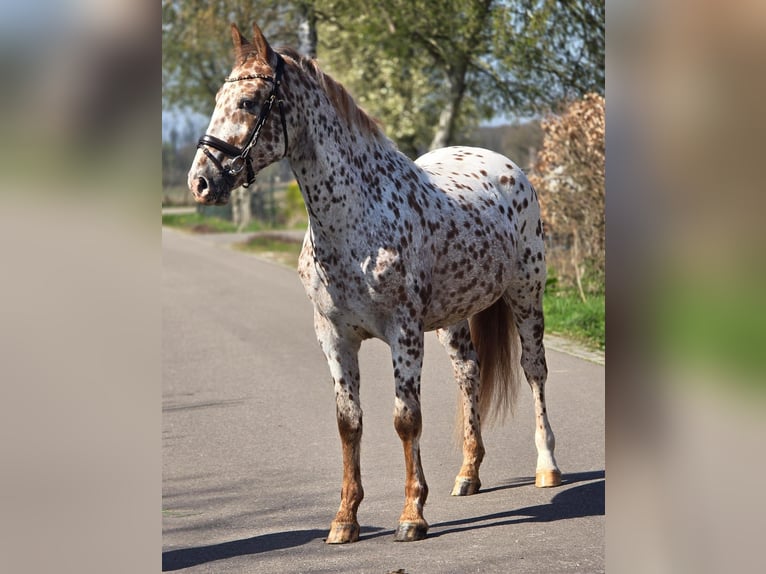 Appaloosa Caballo castrado 5 años 164 cm Atigrado/Moteado in Someren