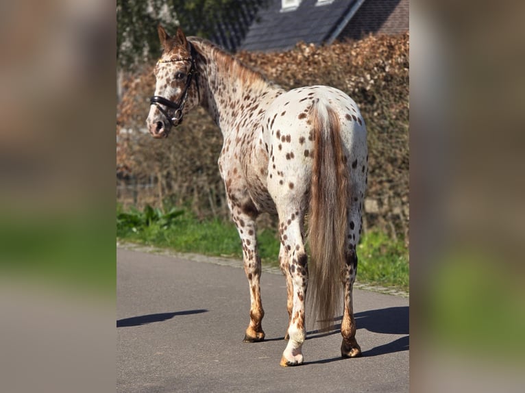 Appaloosa Caballo castrado 5 años 164 cm Atigrado/Moteado in Someren