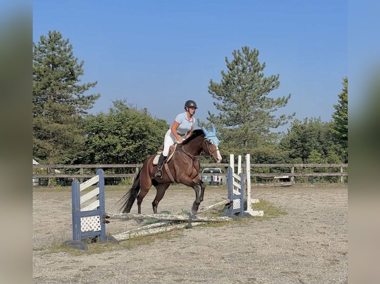 Appaloosa Caballo castrado 5 años 165 cm Castaño rojizo in New Holland