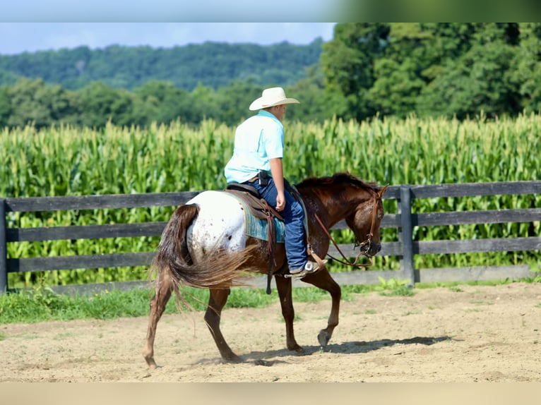 Appaloosa Caballo castrado 5 años Alazán rojizo in Crab Orchard