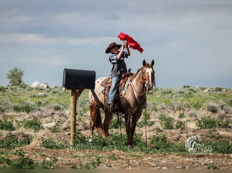 Appaloosa Caballo castrado 5 años Alazán-tostado in Cody