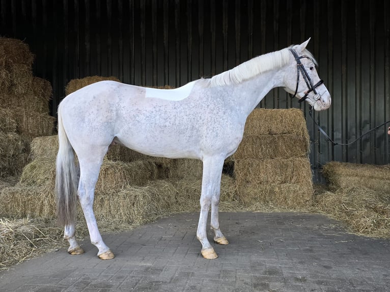 Appaloosa Caballo castrado 5 años Atigrado/Moteado in Holten