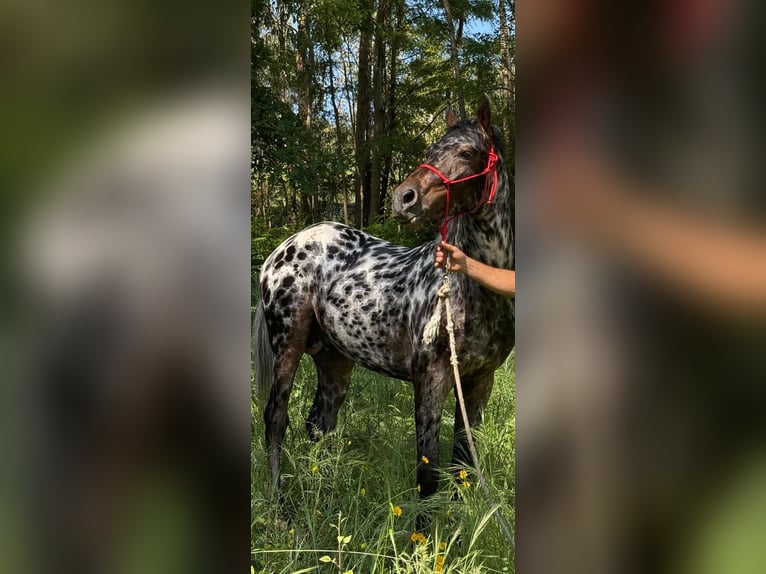 Appaloosa Caballo castrado 5 años Atigrado/Moteado in Porriño, O (Santa Maria)