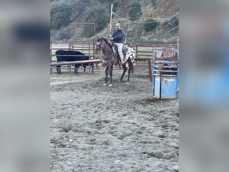 Appaloosa Caballo castrado 5 años Castaño rojizo in Paicines, CA