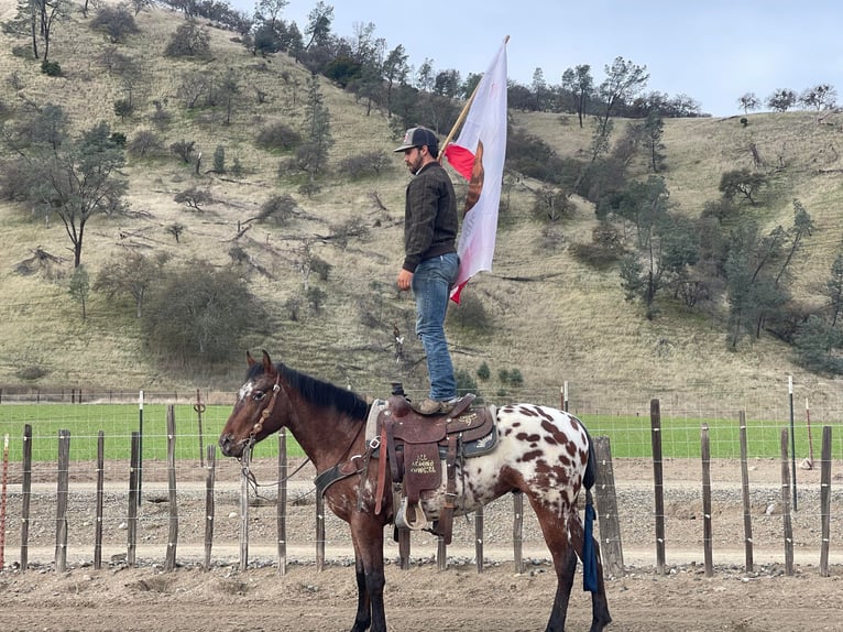 Appaloosa Caballo castrado 5 años Castaño rojizo in Paicines, CA