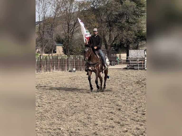 Appaloosa Caballo castrado 5 años Castaño rojizo in Paicines, CA