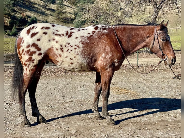 Appaloosa Caballo castrado 5 años Castaño rojizo in Paicines, CA