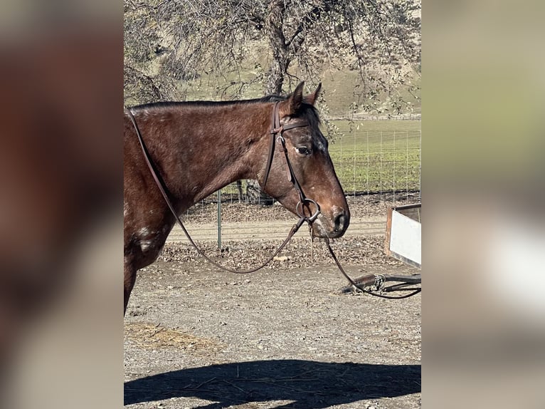 Appaloosa Caballo castrado 5 años Castaño rojizo in Paicines, CA