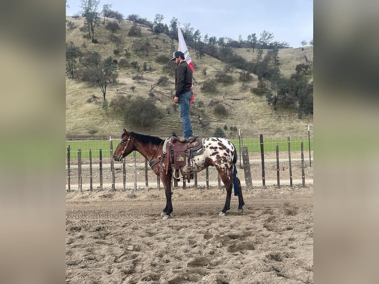 Appaloosa Caballo castrado 5 años Castaño rojizo in Paicines, CA