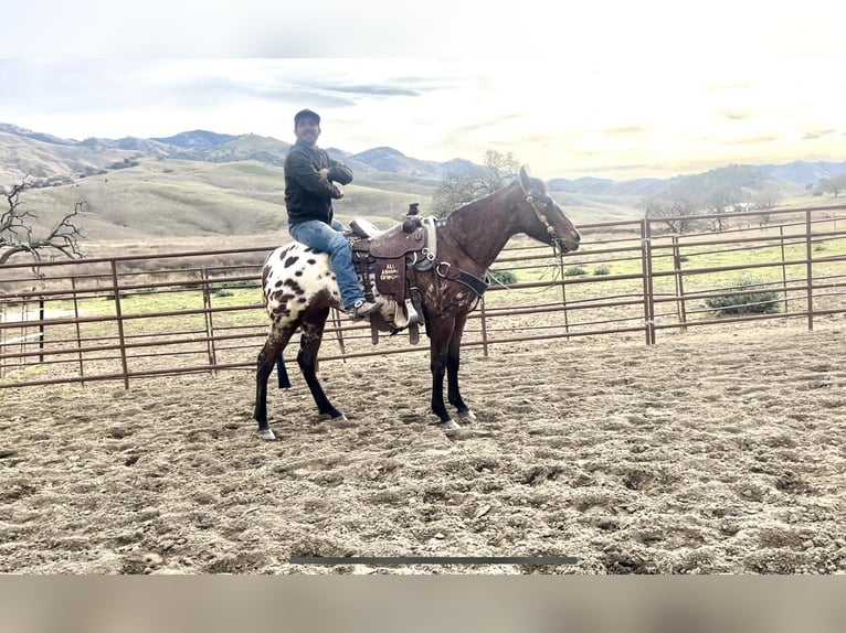 Appaloosa Caballo castrado 5 años Castaño rojizo in Paicines, CA