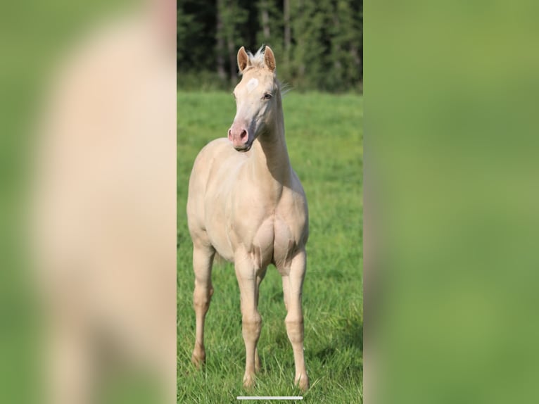 Appaloosa Caballo castrado 5 años Palomino in Höchenschwand